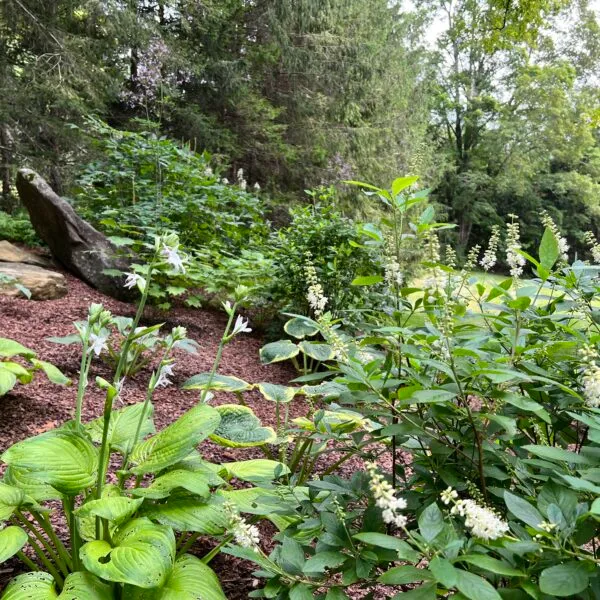 Shade Garden for the Seasons