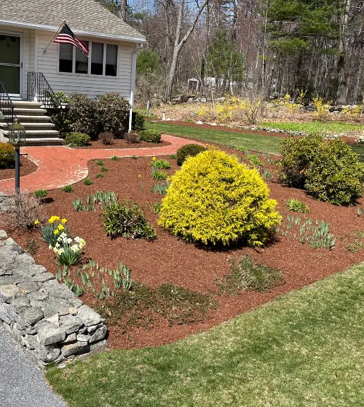 Front yard with a brick walkway, a yellow bush, tulips, and other plants surrounded by mulch, in front of a white house with an American flag and steps leading to the door.