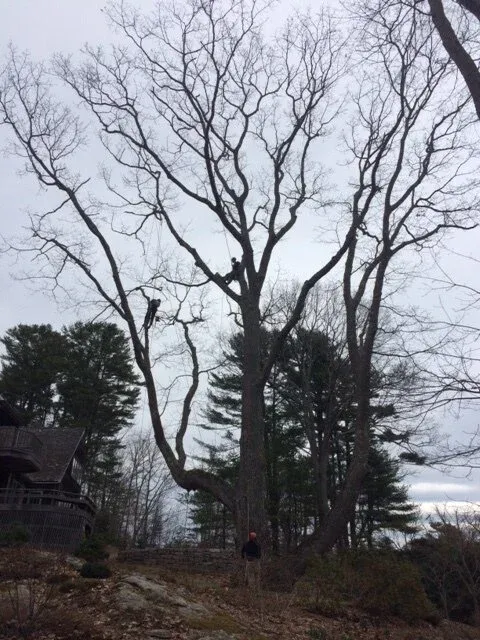 Casey and Duncan in large oak tree 4 12 17.JPG