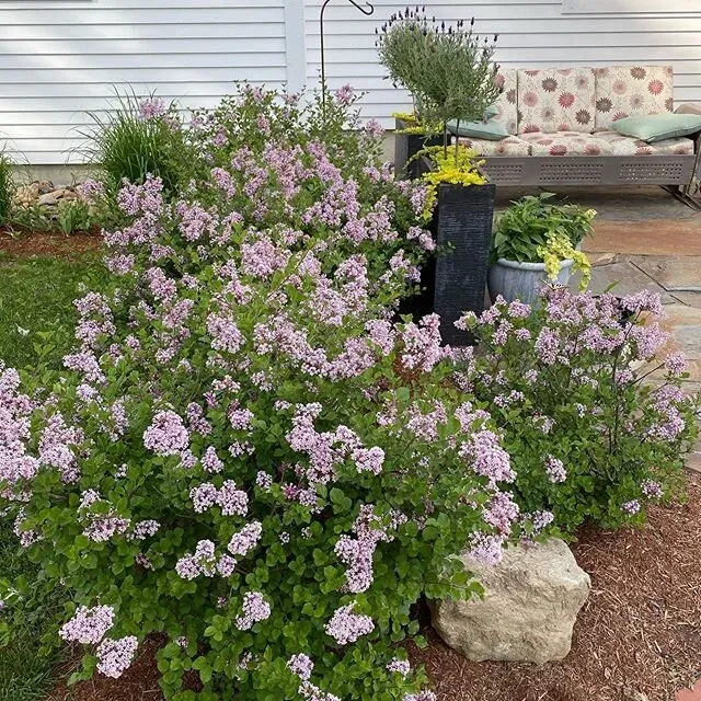 Our lilac hedge is going off. And the scent...oh my it is intoxicating.
#seasons #forresterfarmstowe