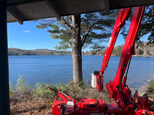 Matski Tree work photo