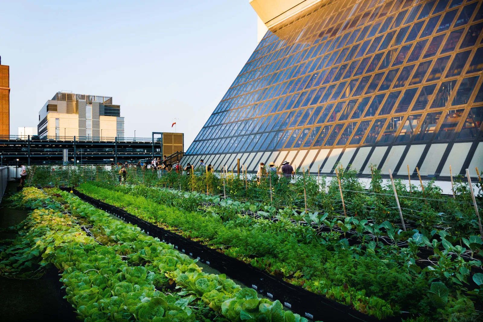 Urban rooftop garden with rows of leafy vegetables, surrounded by modern buildings with glass and metal architecture.