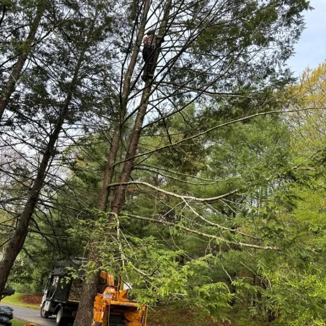The Beavers S&N Landscaping Tree Services, Inc. researched project photo