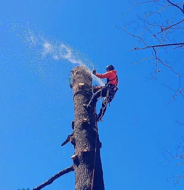 Treeco-Black Fly LLC work photo