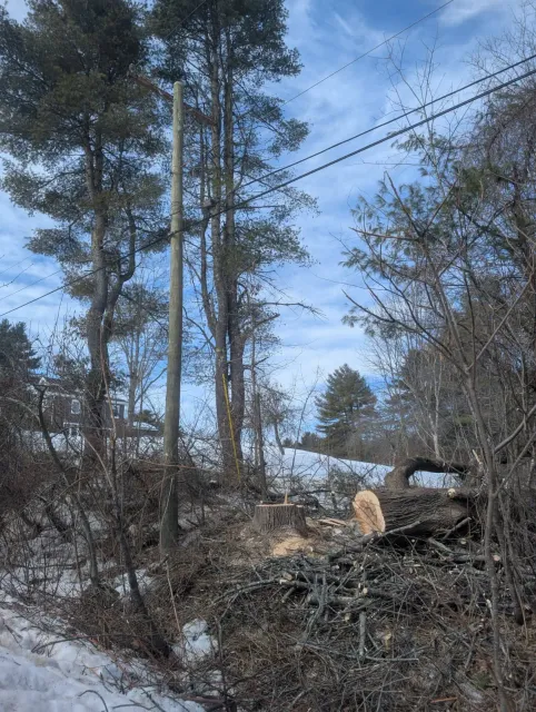 Central Mass Tree Removal work photo