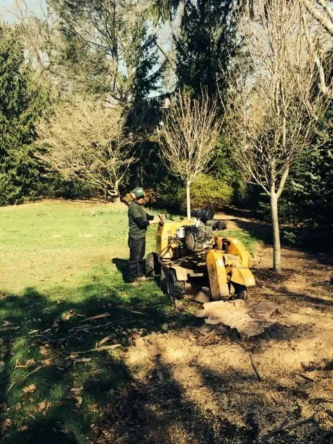 work photo from sandovaltreeservice.com