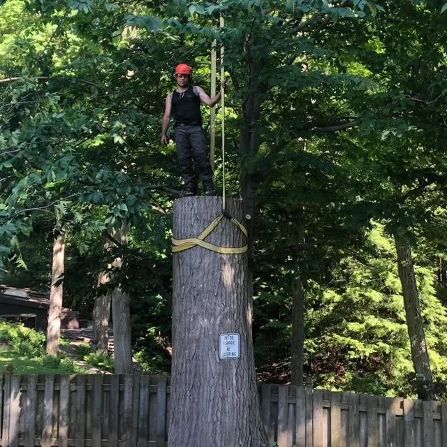 Pro Cut Tree Service, LLC work photo