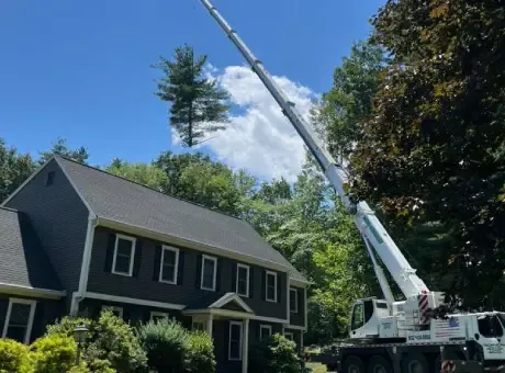 work photo from technicaltreeservice.com