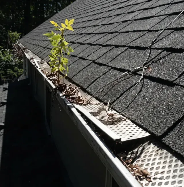 Plants sprouting from gutters