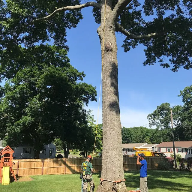 work photo from redboneturfandtree.com