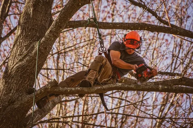 MB Tree Service work photo