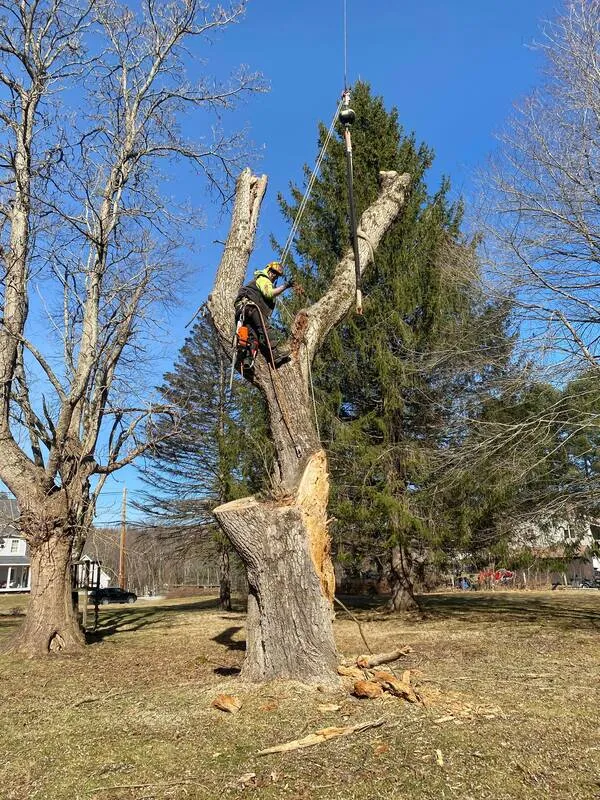 work photo from sendittreeservice.com