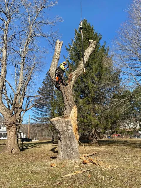 work photo from sendittreeservice.com