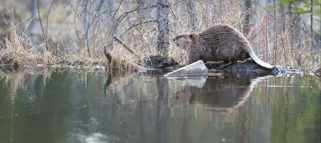 Beaver Solutions - flow management devices, beaver products, beaver problems, beaver removal, beaver control methods, beaver control devices, beaver pond leveler, how to get rid of beavers