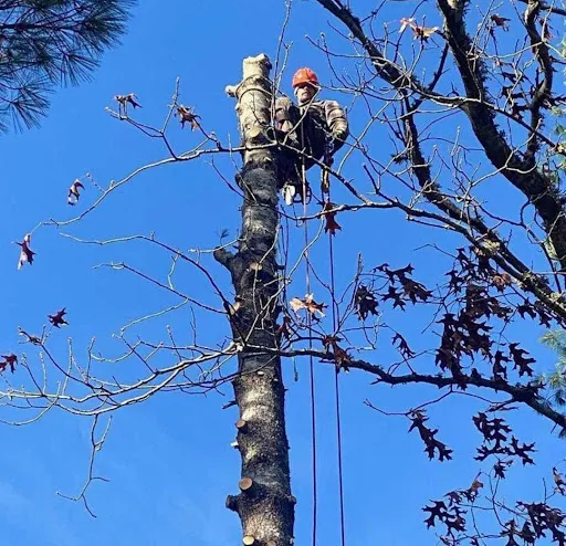 3D Tree Removal Service work photo