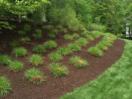 flower bed.jpg
