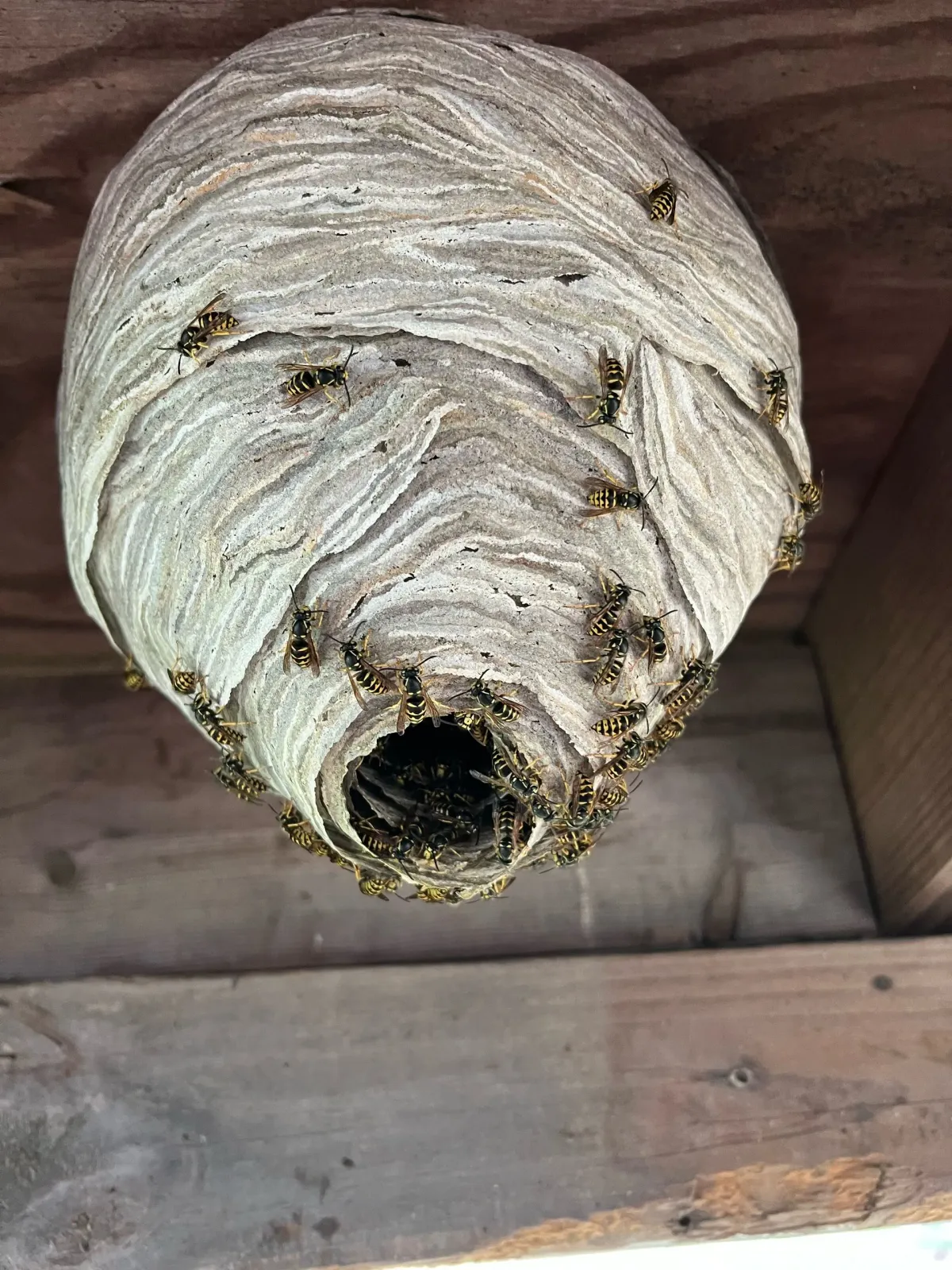 work photo from actonpestcontrolservices.com
