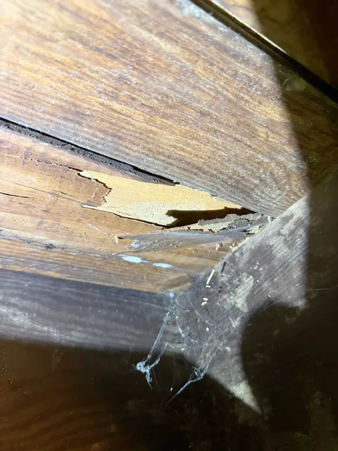 Wood damage examination under floor joists