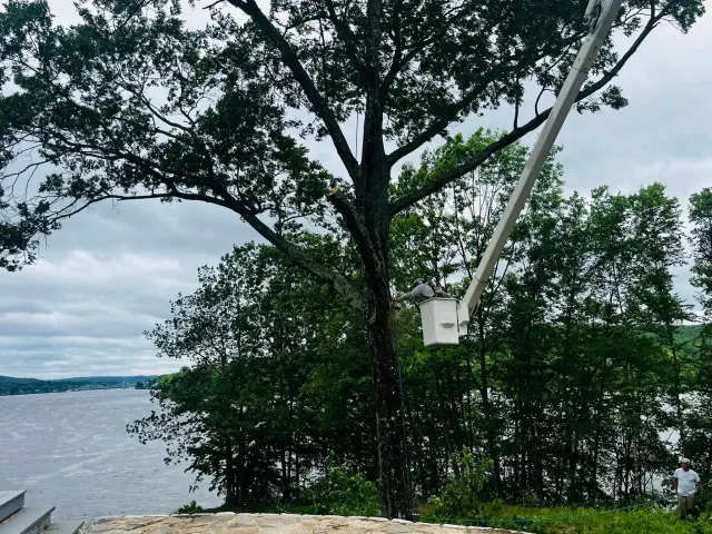 Tree being trimmed with a worker in a cherry picker and a person standing nearby by a body of water and a bridge in the background.