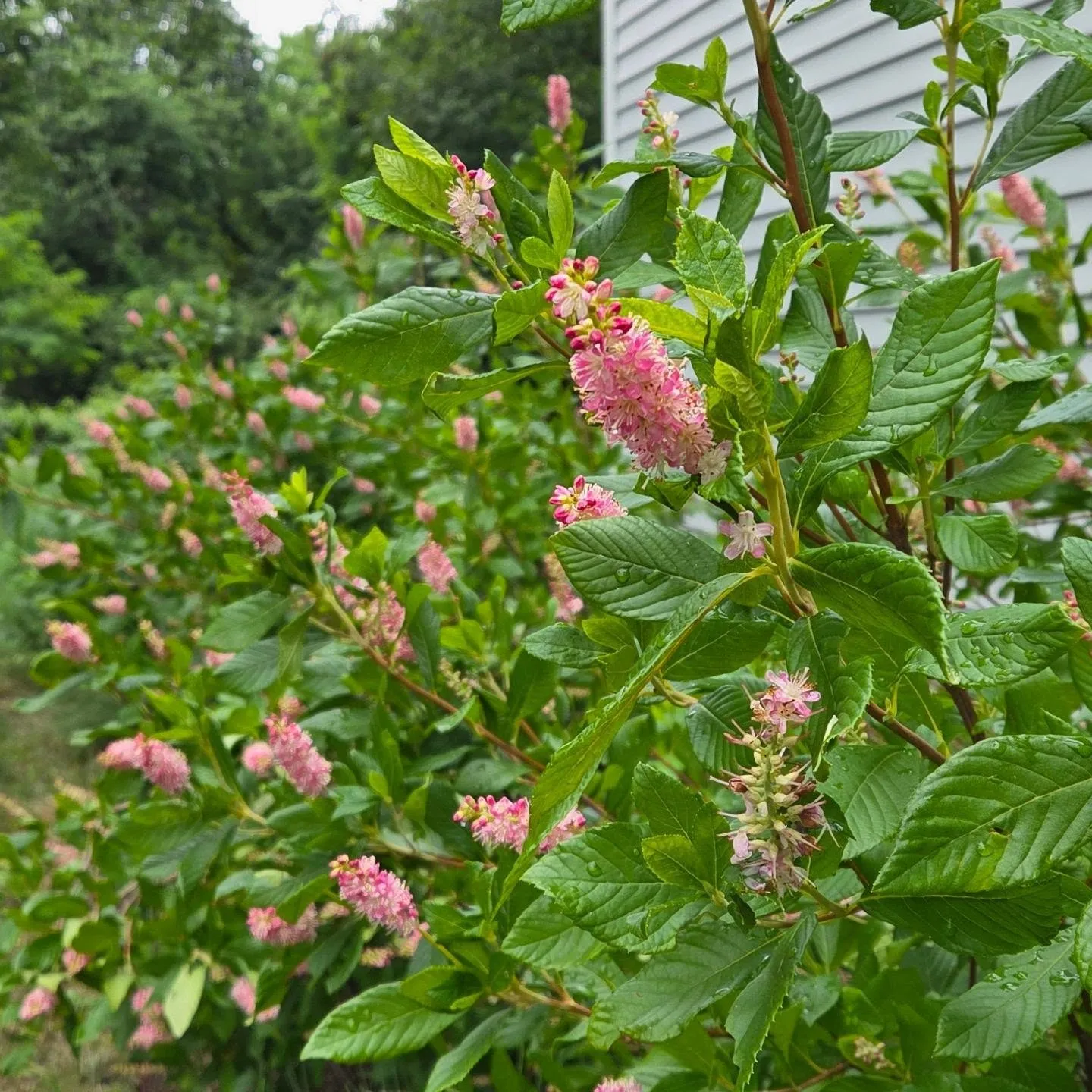 It's summersweet season!! The intoxicating fragrance of this native shrub, also called sweet pepper bush, reminds me of hot August days, strolling near shady wetlands. The pink variety, 'Ruby Spice', grows to an impressive 6'-8' height and is adaptable to many soil types. Sun or shade, this pollinator magnet is an incredible addition to any garden. 
Clethra alnifolia 'Ruby Spice'
#nativeplants #horticulture #wetlands #angievergelandscapedesign