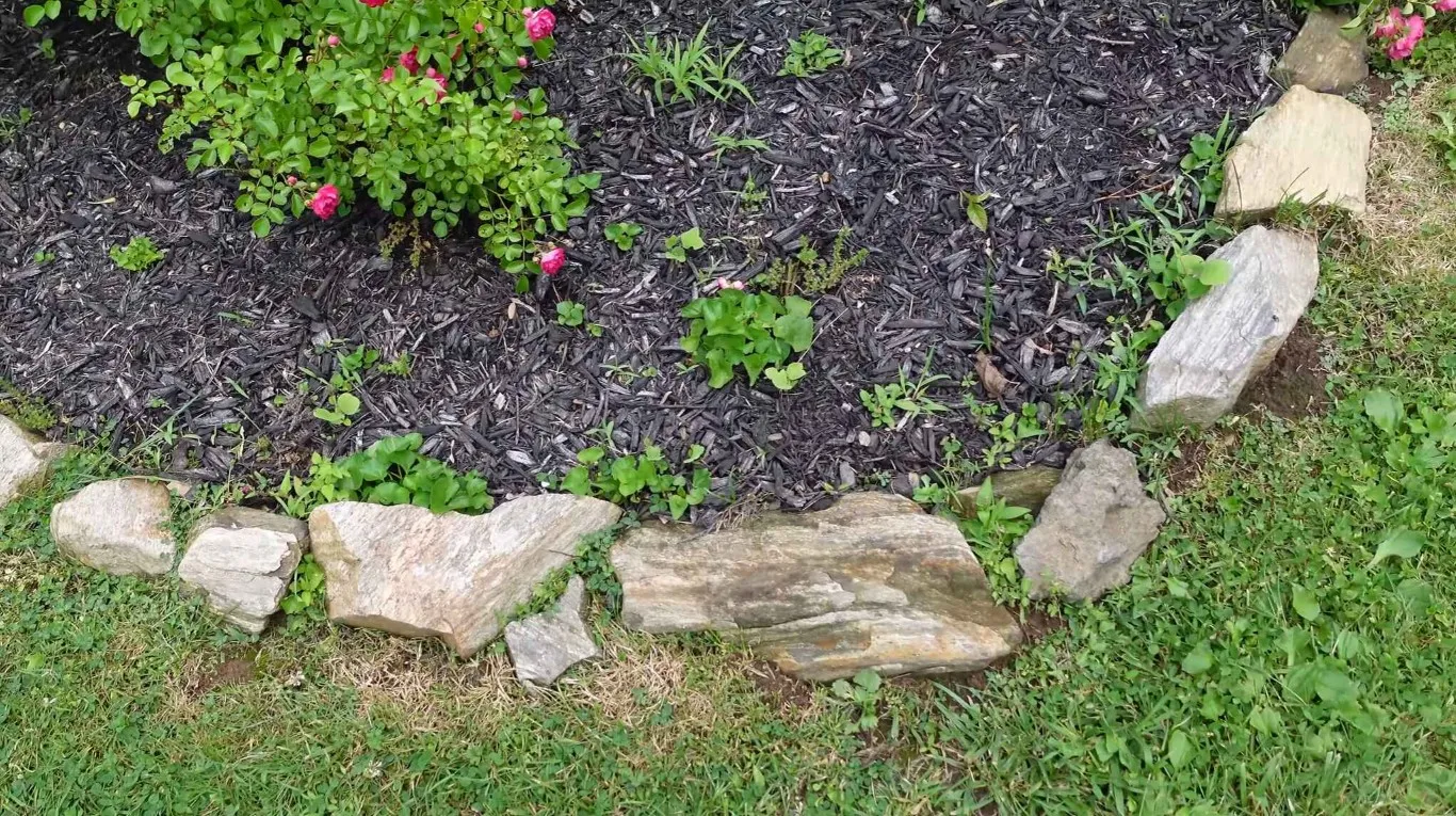Fresh mulch application with natural stone edging in Brookline, MA