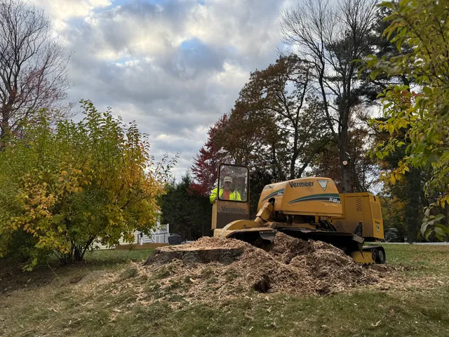 Tico Tree Service work photo