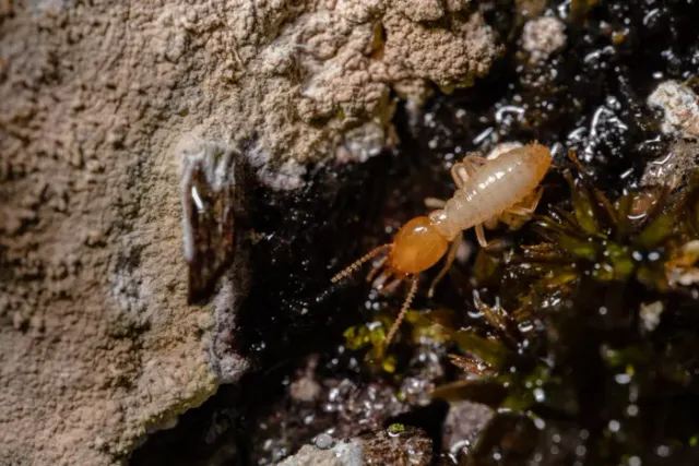 Macro photograph of a termite on wood