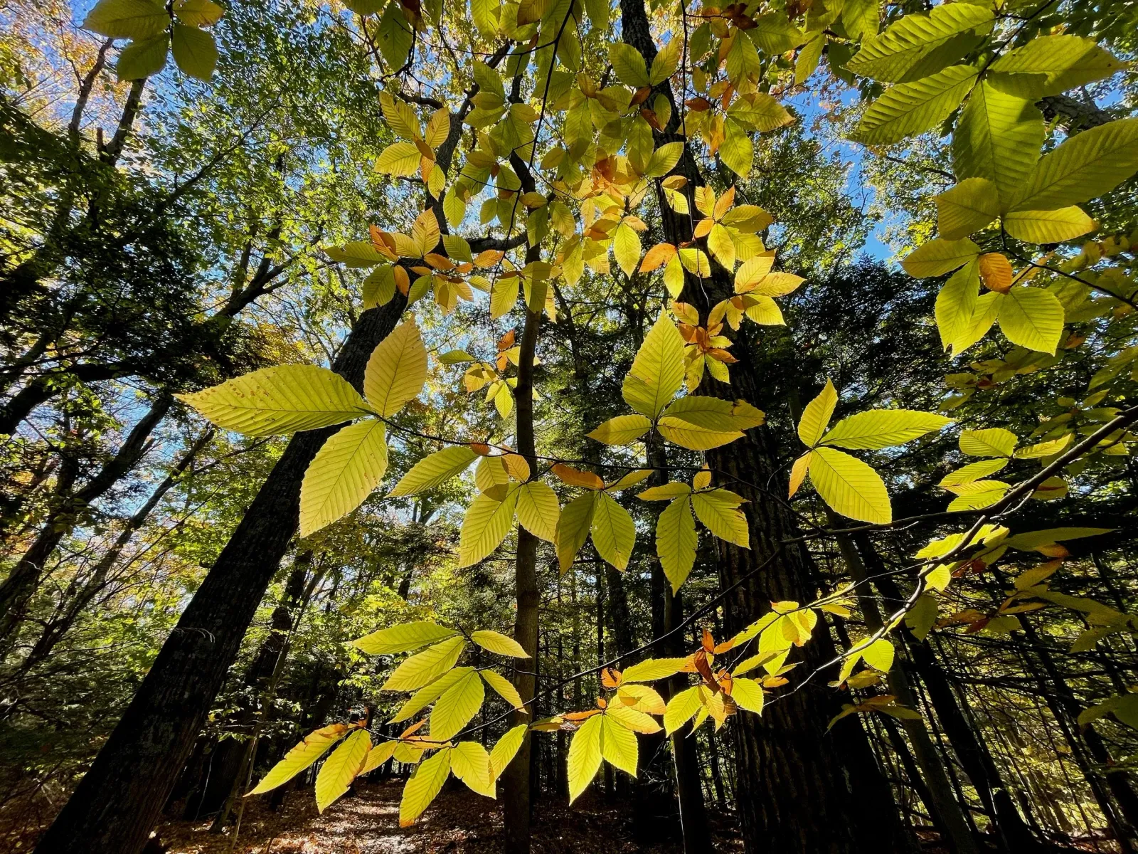 golden leaves.jpg