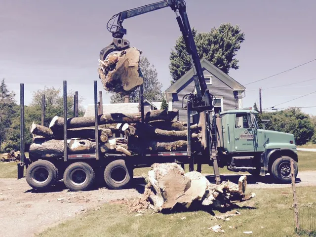 Black Bear Tree Service work photo