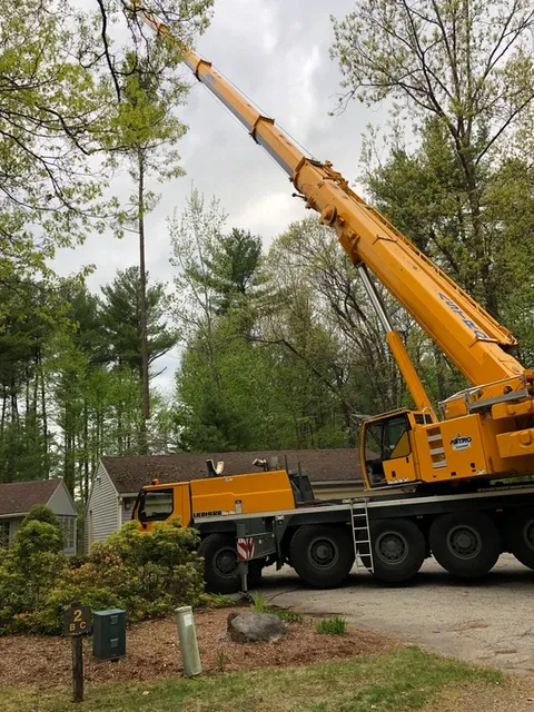 work photo from m-mtrees.com