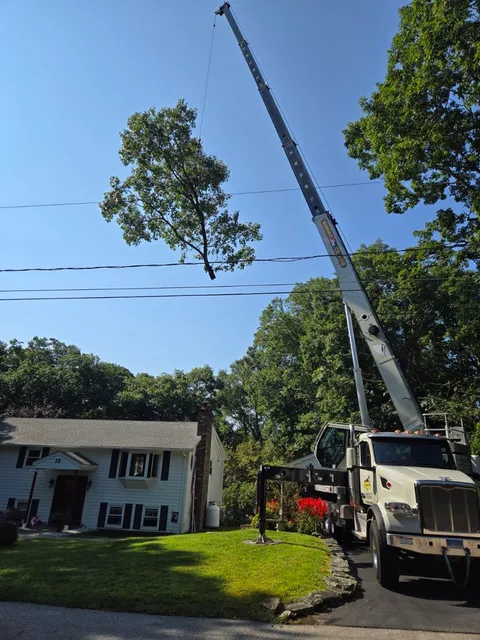 work photo from arbortechct.com
