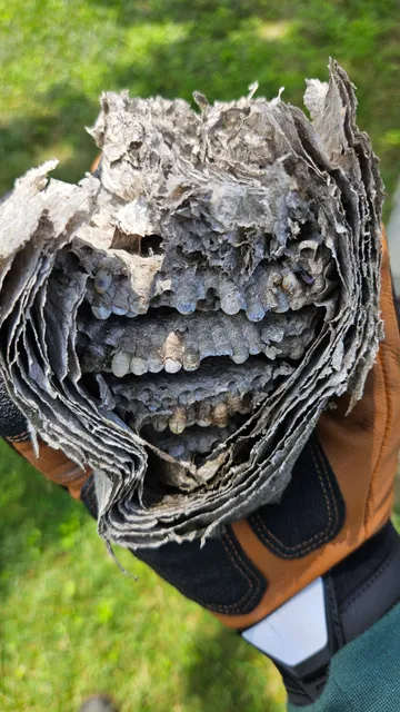 Ground Level Pest Control work photo