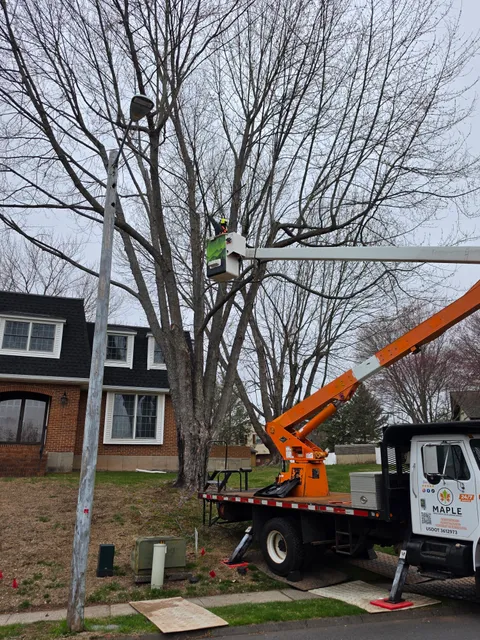 Maple Tree Services and Landscaping LLC work photo