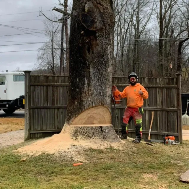 Advanced Tree Solutions of Connecticut work photo