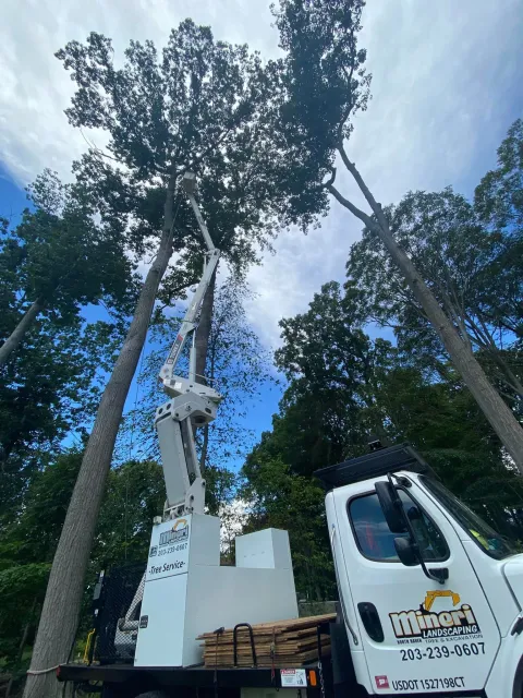 Tree service truck with lift trimming tall tree against a blue sky.