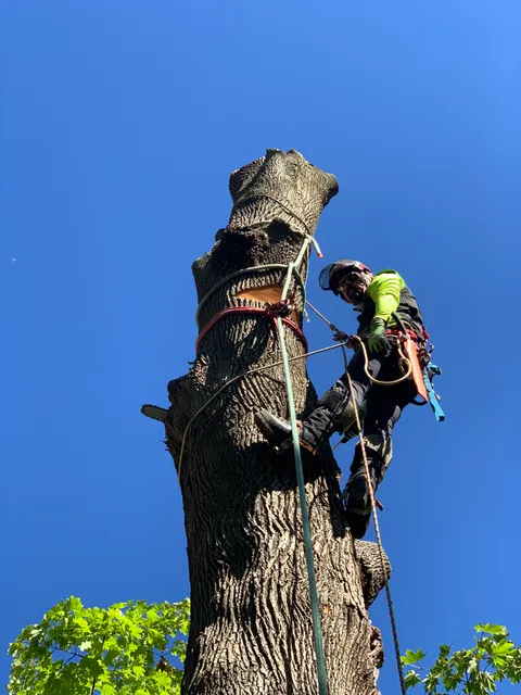Specialized Rigging and Tree Care work photo
