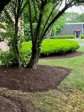 A small, landscaped area with trimmed grass, a few trees, and freshly mulched ground near a building and parking lot.