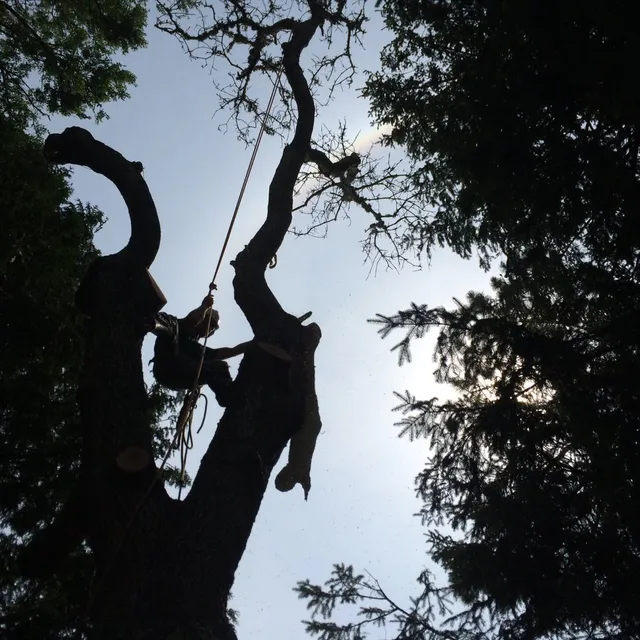 Dc Tree Service. work photo
