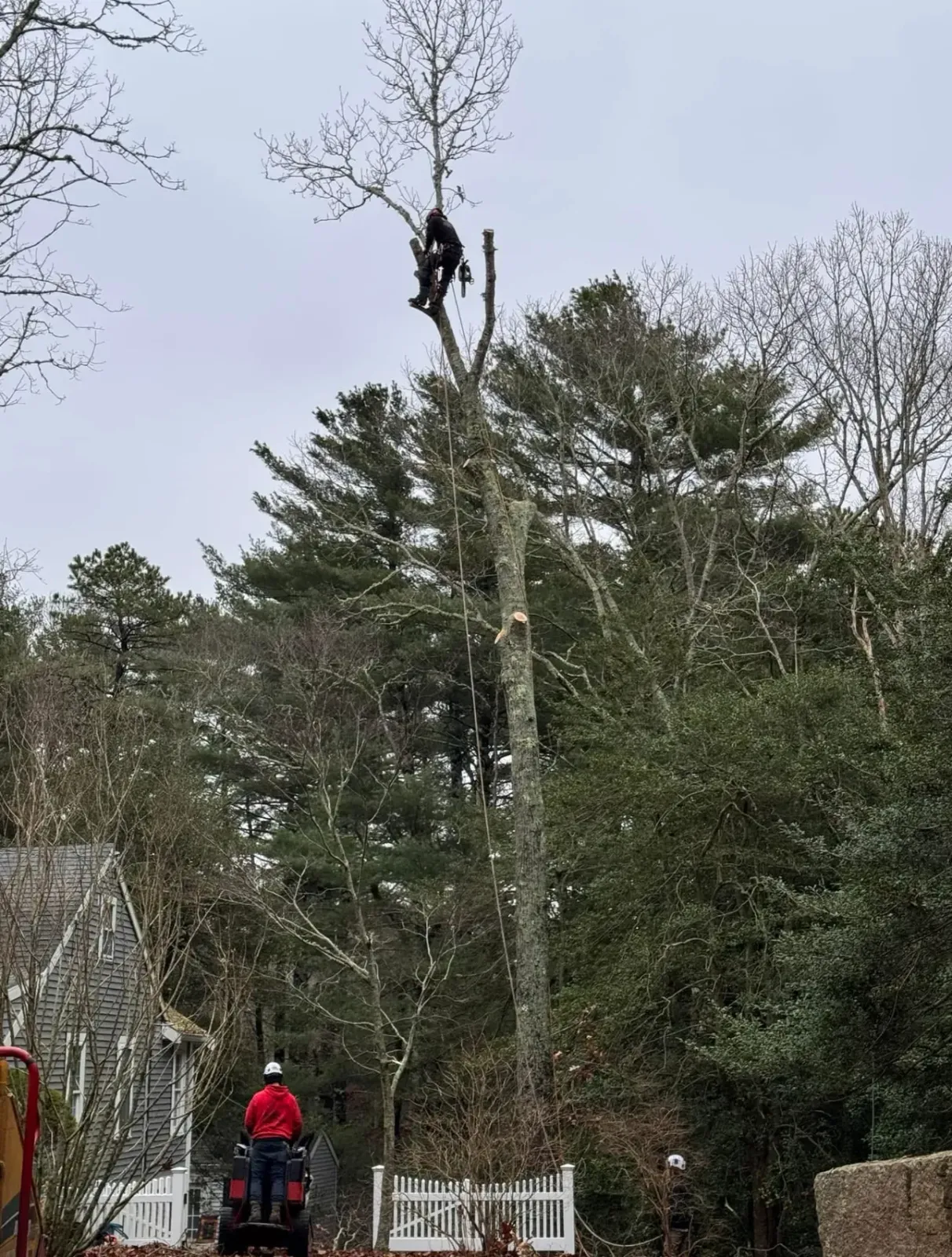 work photo from treebusterscapecod.com