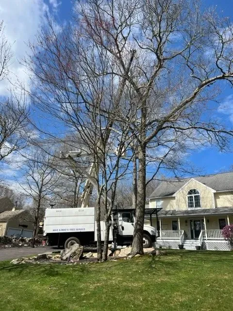 tree removal