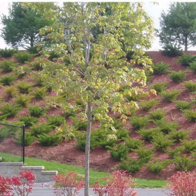 Prime Landscape Contractors work photo