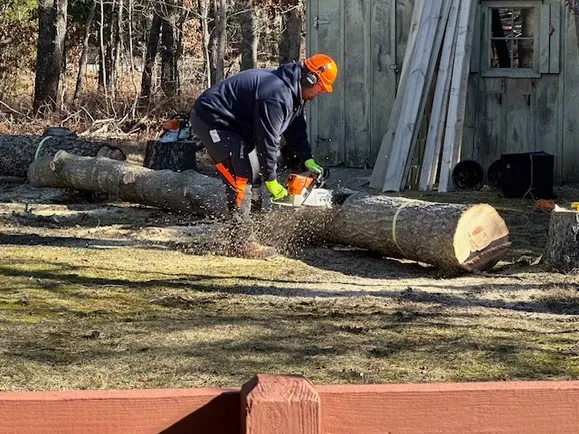Ice Tree Service work photo