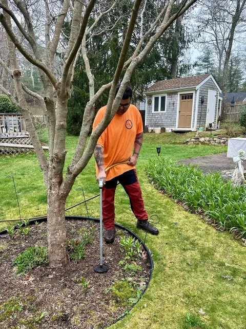 work photo from geddisarborists.com