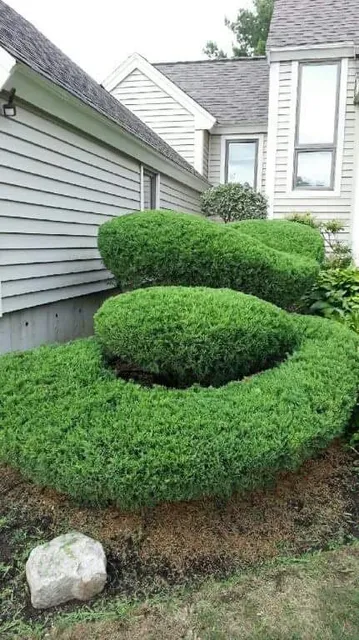 Armando Landscaping Inc work photo