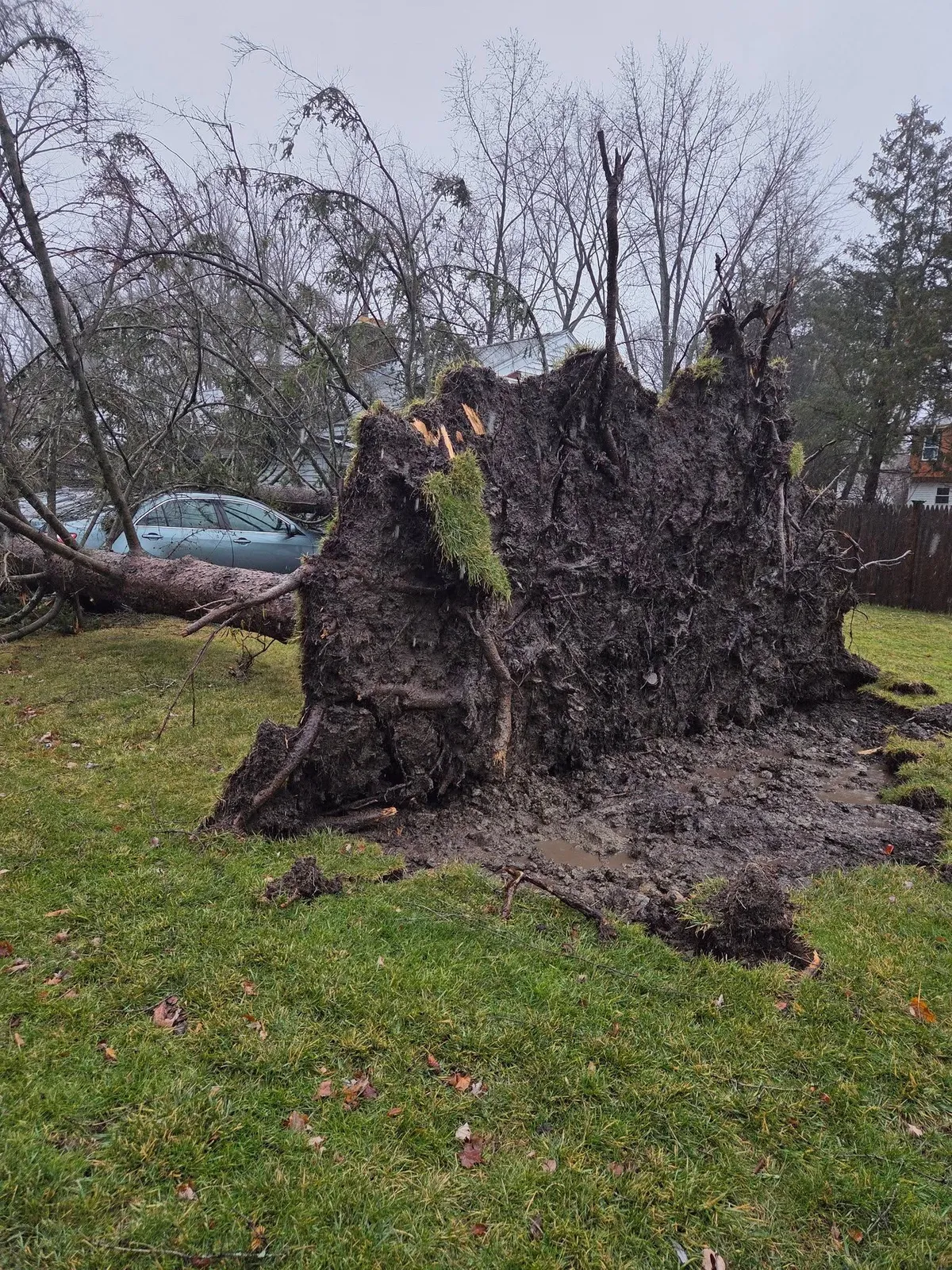 Large fallen tree stump in a grassy yard with a parked car and bare trees in the background