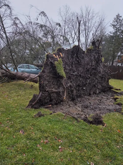 Large fallen tree stump in a grassy yard with a parked car and bare trees in the background
