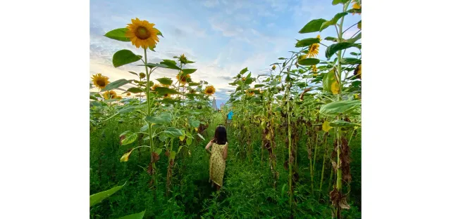2022 ASLA AWARDS 10,000 SUNS13.jpg