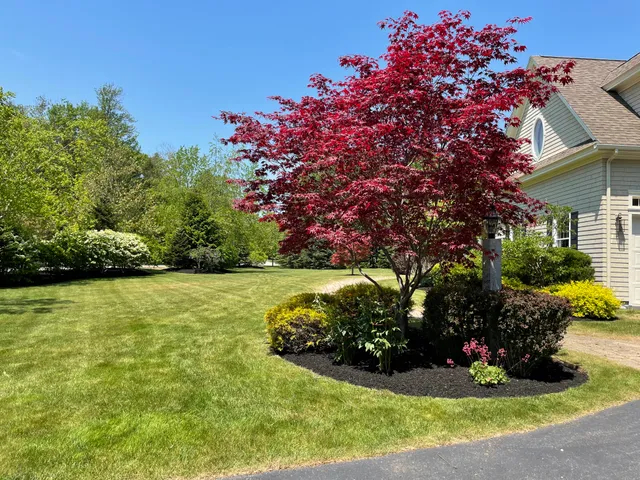 Pine Tree Lawn Services work photo