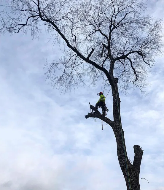 Specialized Arbor Inc. work photo