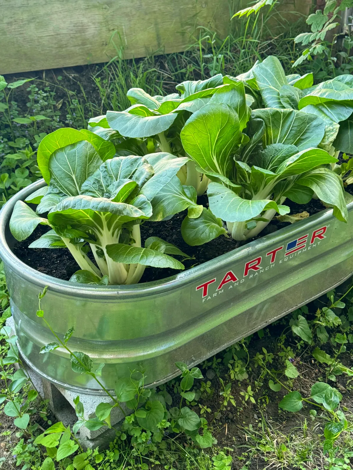 Green leafy plants growing in a metal container labeled "Tarter Farm and Ranch Equipment,” placed outside among small weeds and plants.
